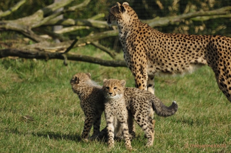 _DSC0086.JPG - Overloon Dierenpark Zoo