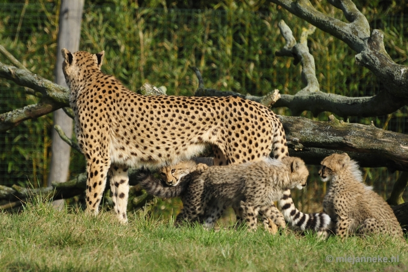 _DSC0094.JPG - Overloon Dierenpark Zoo