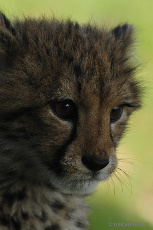 _DSC0105.JPG - Overloon Dierenpark Zoo