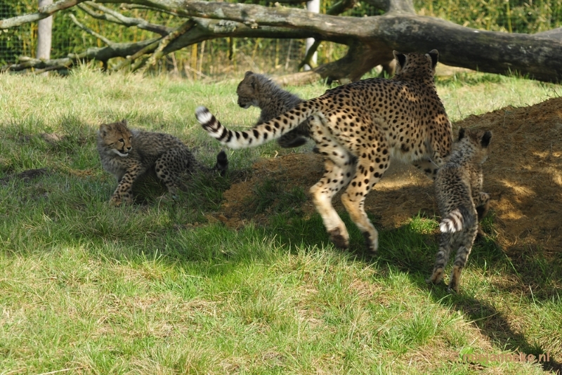 _DSC0109.JPG - Overloon Dierenpark Zoo