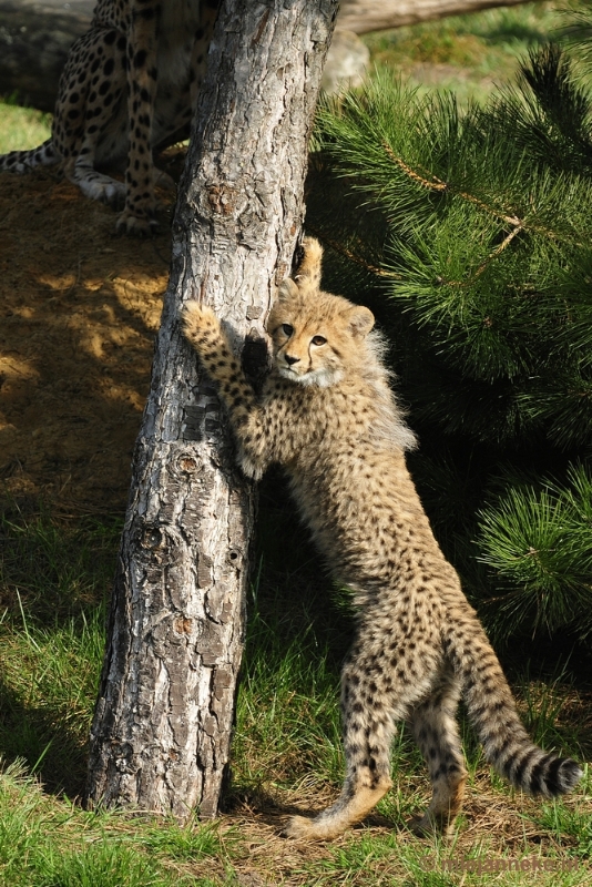 _DSC0120.JPG - Overloon Dierenpark Zoo