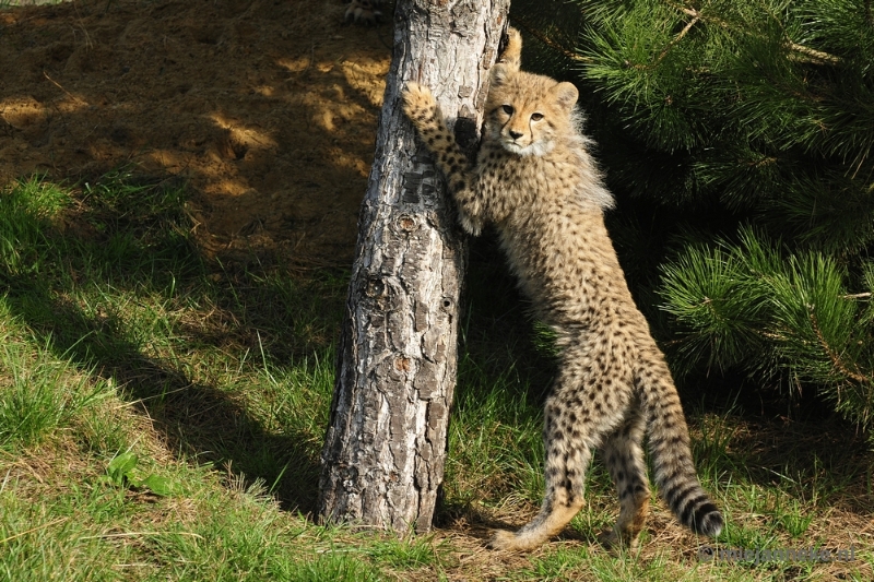 _DSC0123.JPG - Overloon Dierenpark Zoo