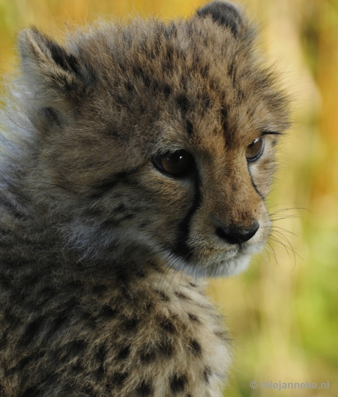 _DSC0128.JPG - Overloon Dierenpark Zoo