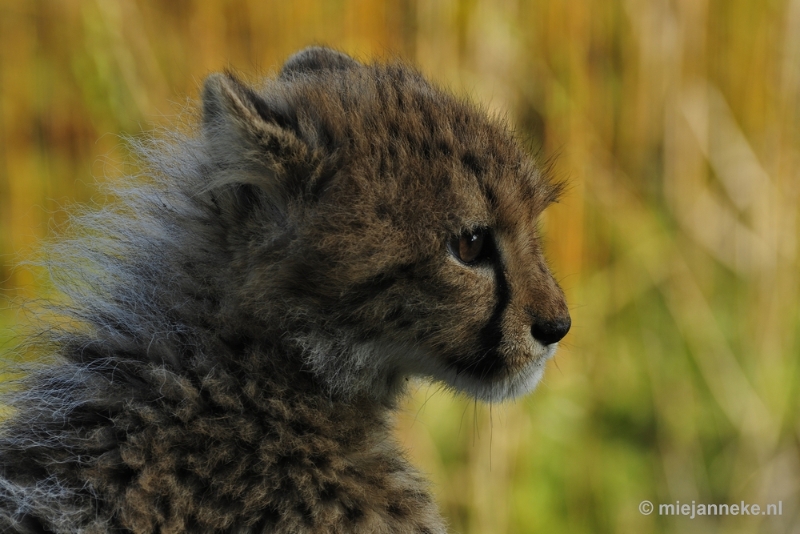 _DSC0129.JPG - Overloon Dierenpark Zoo