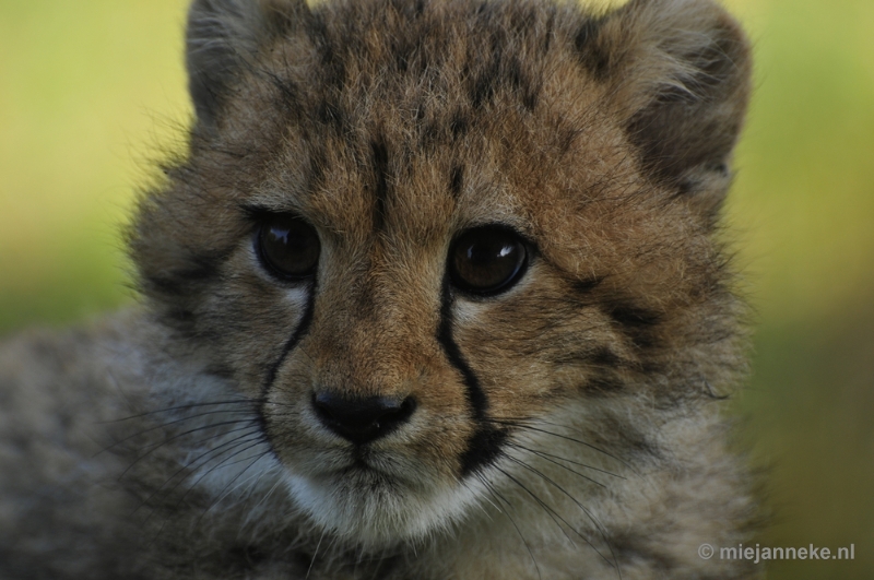 _DSC0180.JPG - Overloon Dierenpark Zoo