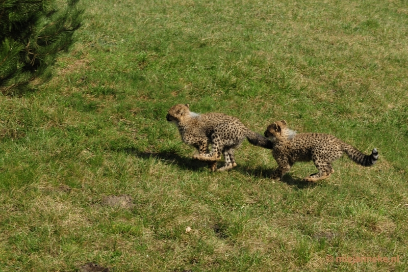 _DSC0238.JPG - Overloon Dierenpark Zoo