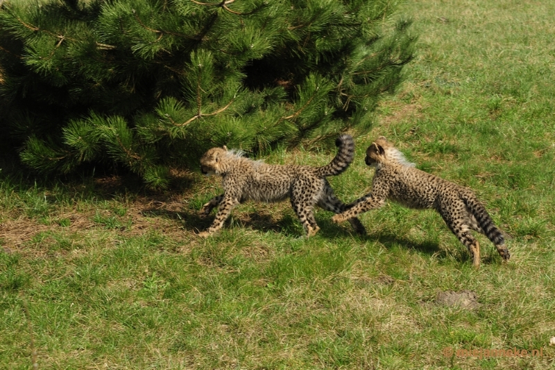 _DSC0240.JPG - Overloon Dierenpark Zoo