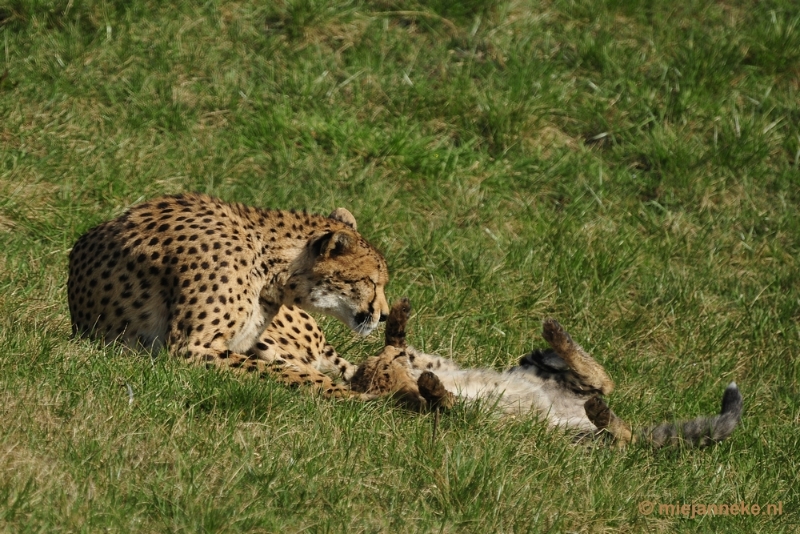 _DSC0283.JPG - Overloon Dierenpark Zoo