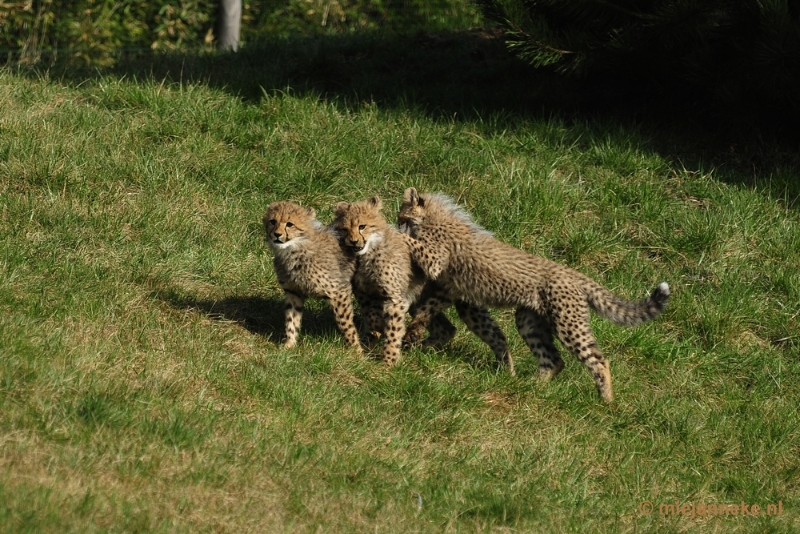 _DSC0321.JPG - Overloon Dierenpark Zoo