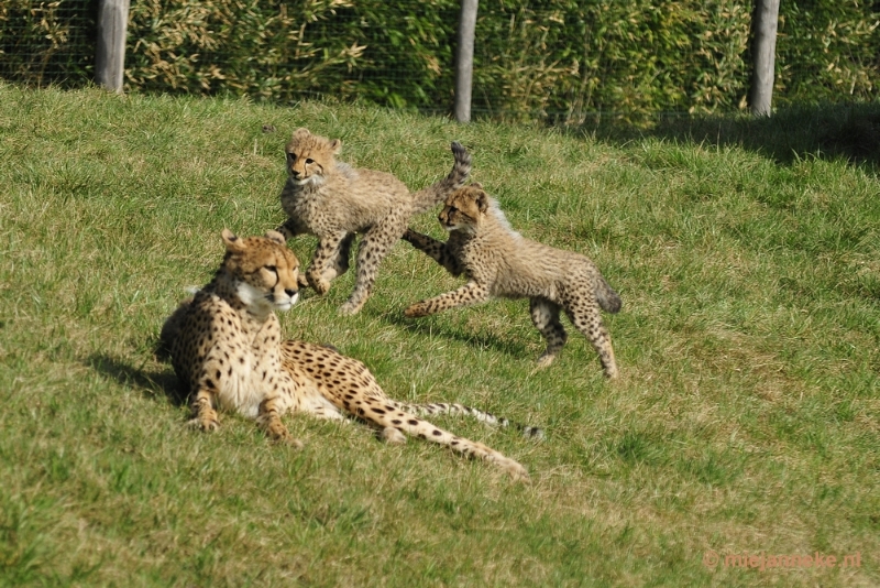 _DSC0337.JPG - Overloon Dierenpark Zoo