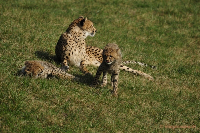 _DSC0350.JPG - Overloon Dierenpark Zoo