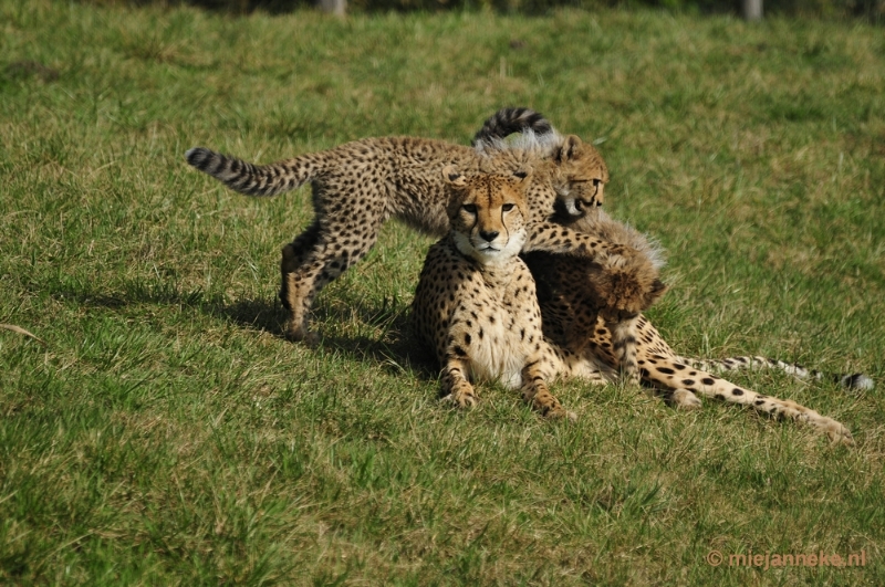 _DSC0355.JPG - Overloon Dierenpark Zoo