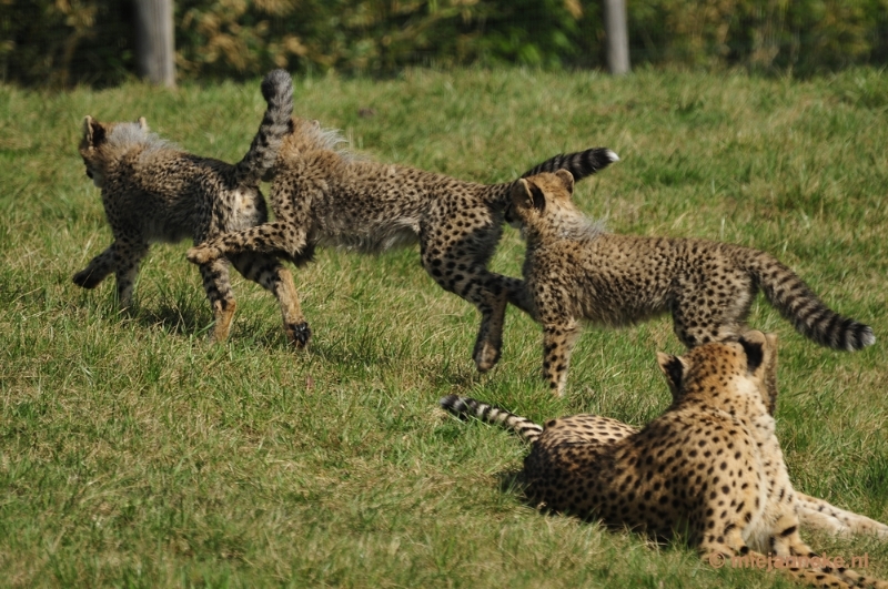 _DSC0385.JPG - Overloon Dierenpark Zoo