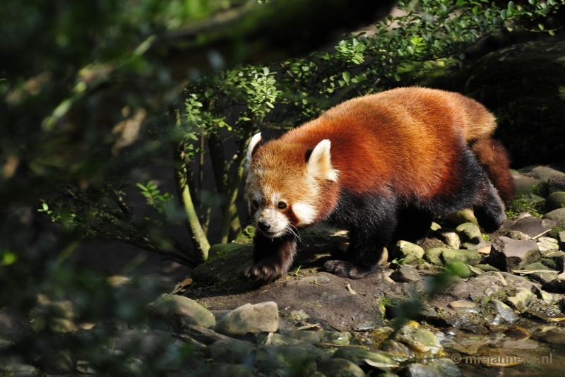 _DSC0567.JPG - Overloon Dierenpark Zoo