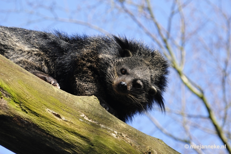 _DSC0769.JPG - Overloon Dierenpark Zoo