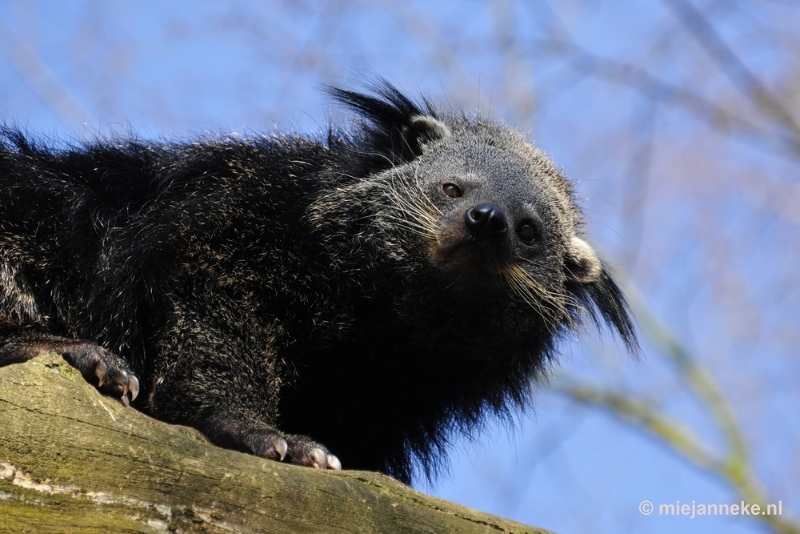 _DSC0821.JPG - Overloon Dierenpark Zoo