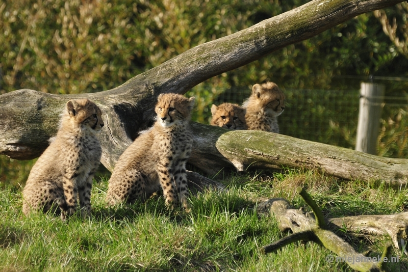 _DSC0941.JPG - Overloon Dierenpark Zoo