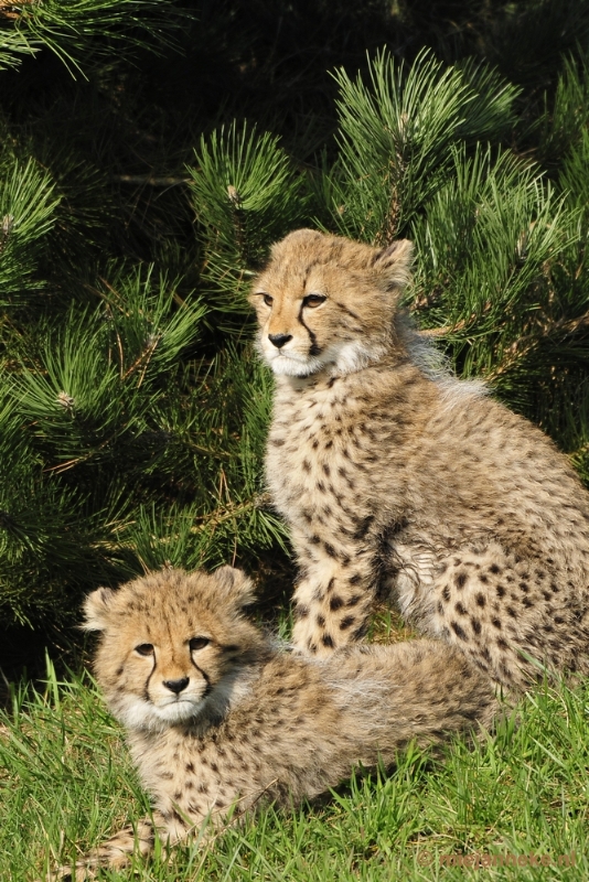 _DSC0996.JPG - Overloon Dierenpark Zoo