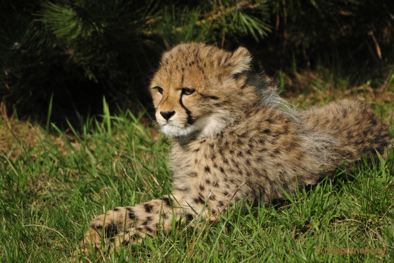 _DSC1014 (2).JPG - Overloon Dierenpark Zoo