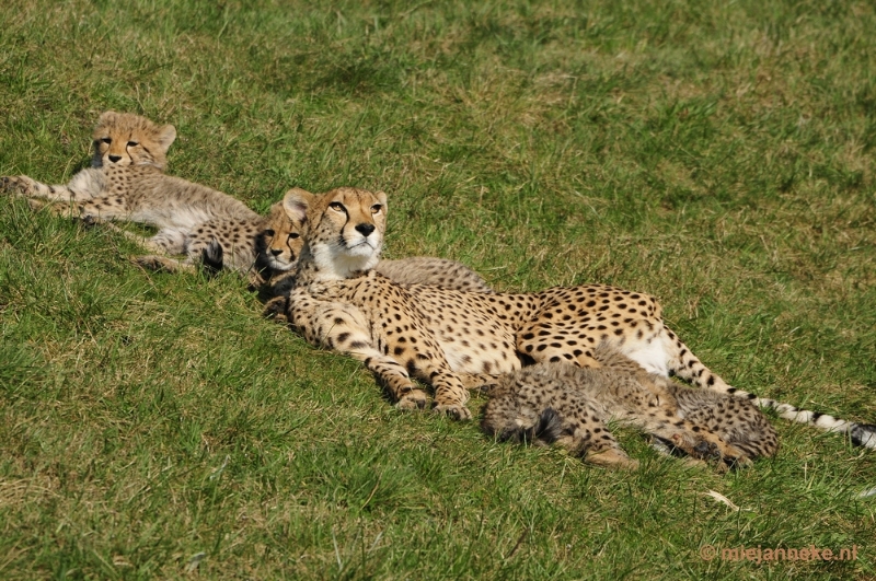 _DSC1108.JPG - Overloon Dierenpark Zoo