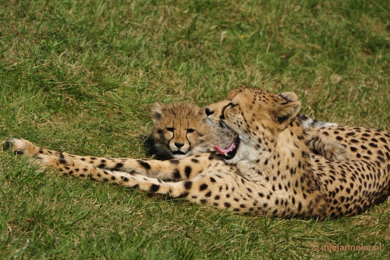 _DSC1242.JPG - Overloon Dierenpark Zoo