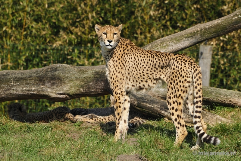 _DSC1272.JPG - Overloon Dierenpark Zoo