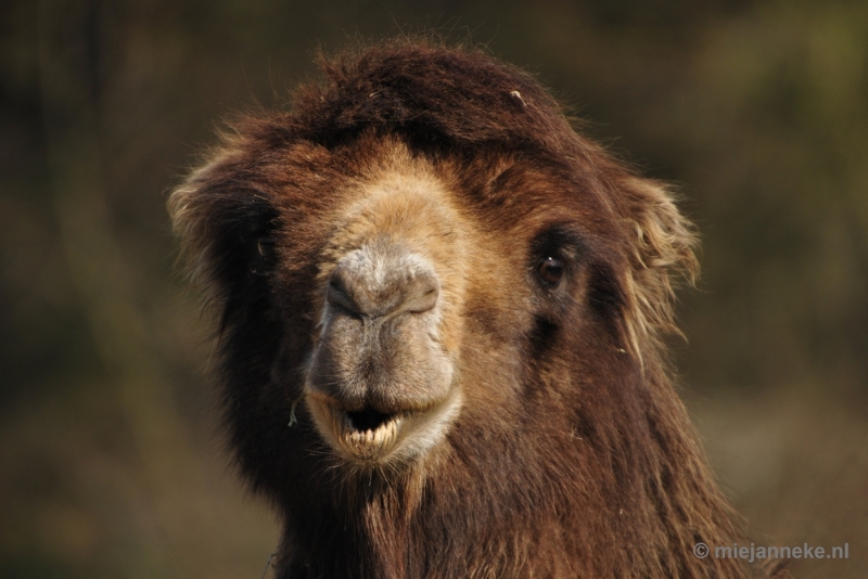 _DSC1318.JPG - Overloon Dierenpark Zoo