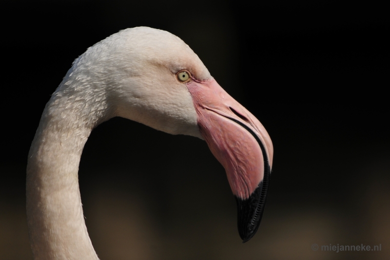 _DSC1327.JPG - Overloon Dierenpark Zoo