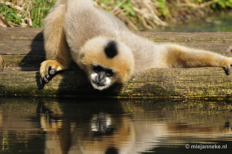 _DSC1333.JPG - Overloon Dierenpark Zoo