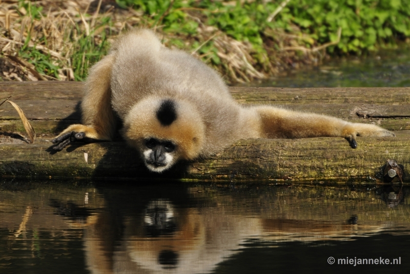 _DSC1342.JPG - Overloon Dierenpark Zoo