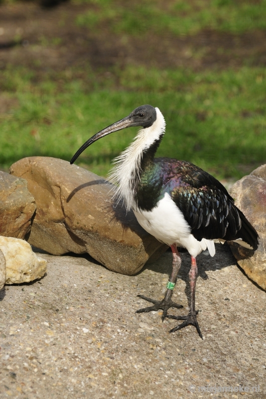 _DSC9437.JPG - Overloon Dierenpark Zoo