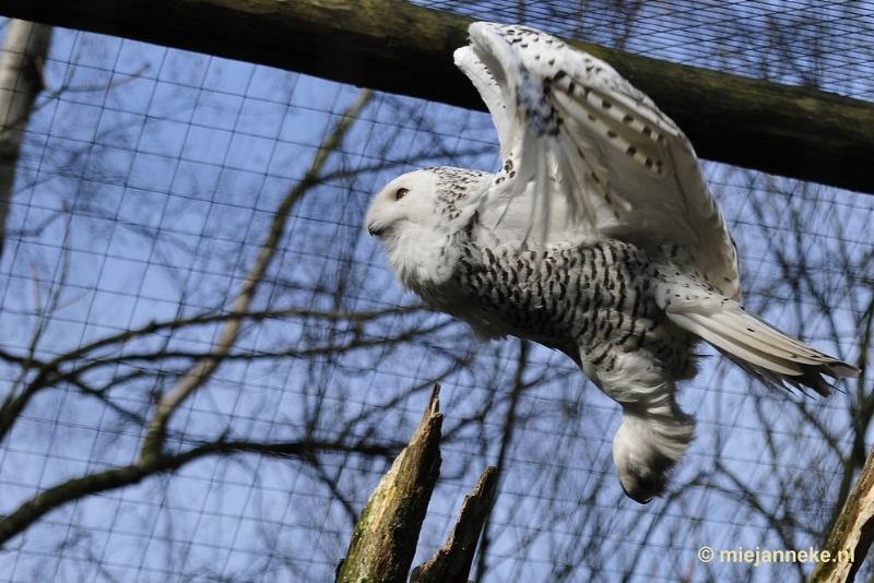 _DSC9464.JPG - Overloon Dierenpark Zoo