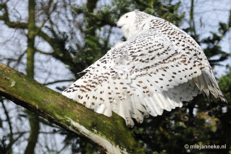 _DSC9485.JPG - Overloon Dierenpark Zoo