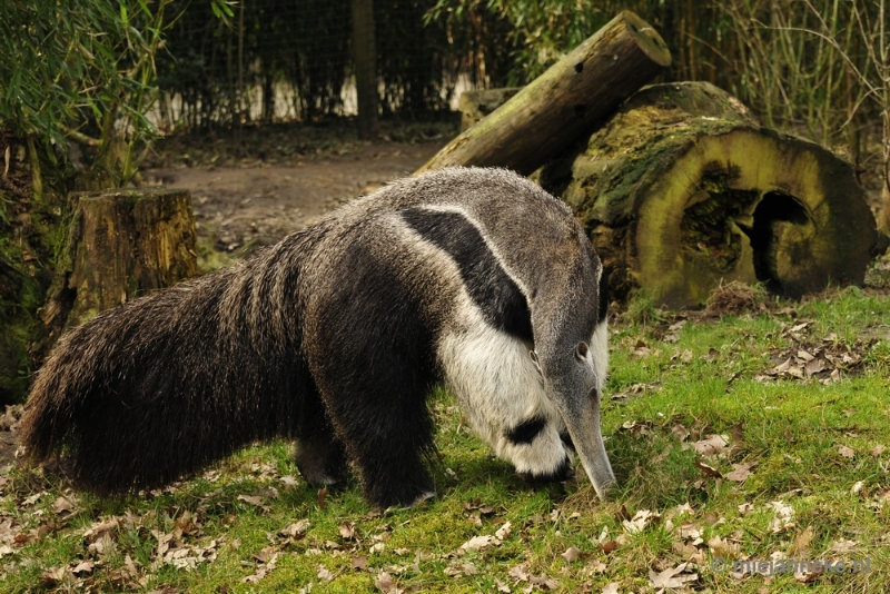 _DSC9558.JPG - Overloon Dierenpark Zoo