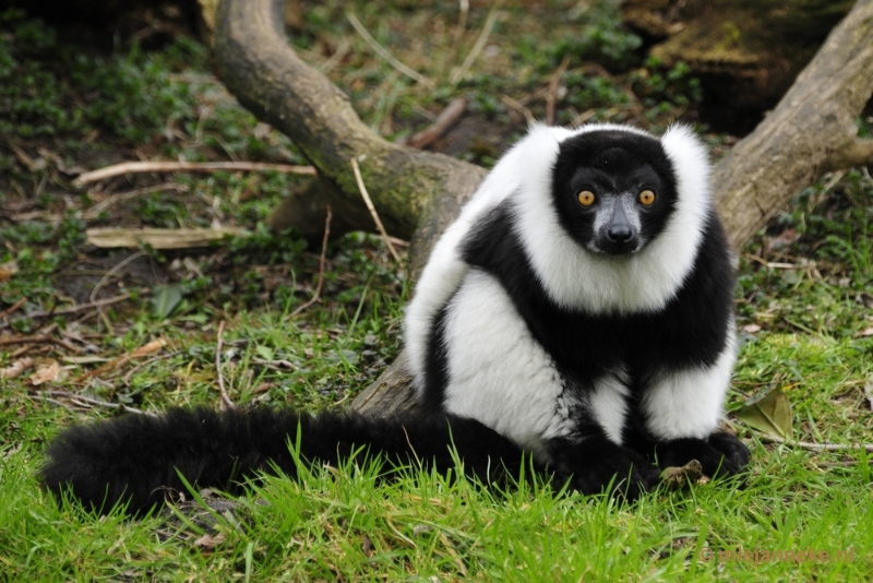 _DSC9660.JPG - Overloon Dierenpark Zoo