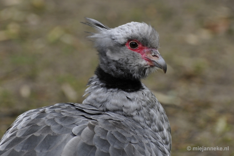 _DSC9678.JPG - Overloon Dierenpark Zoo