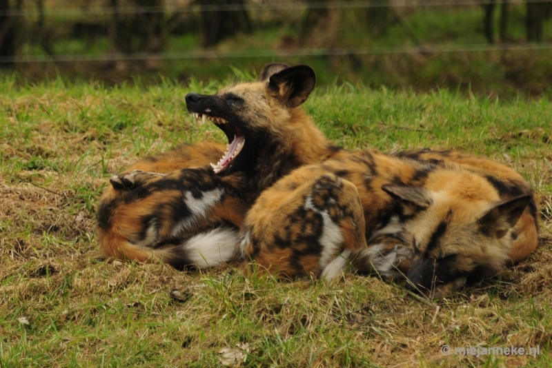 _DSC9850.JPG - Overloon Dierenpark Zoo