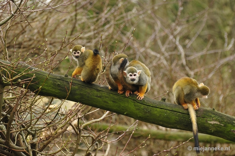 _DSC9898.JPG - Overloon Dierenpark Zoo