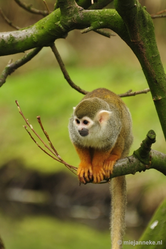 _DSC9905.JPG - Overloon Dierenpark Zoo