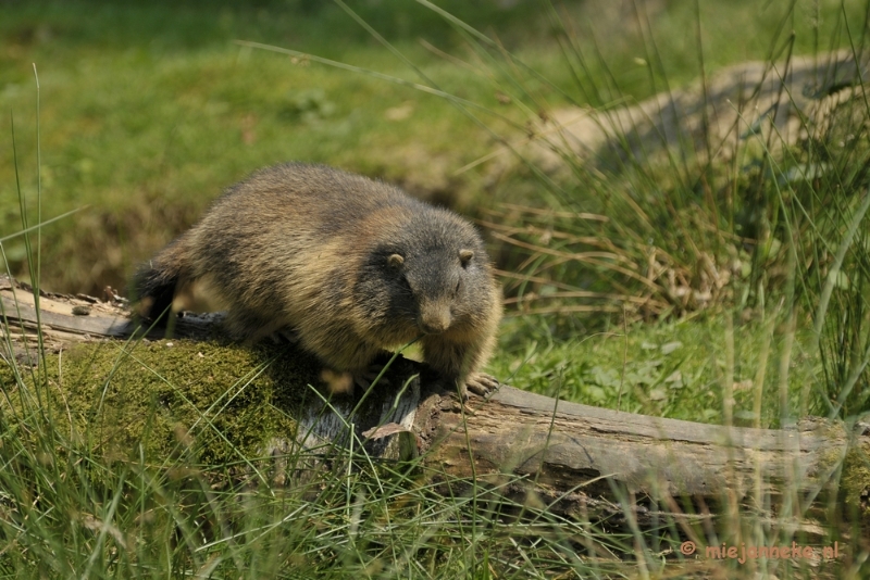 _DSC8884.JPG - Wildpark Duitsland