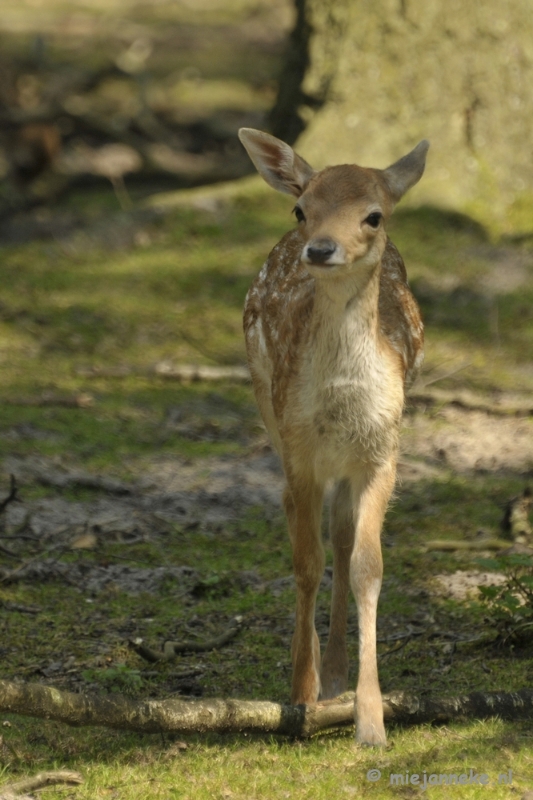 _DSC8922.JPG - Wildpark Duitsland