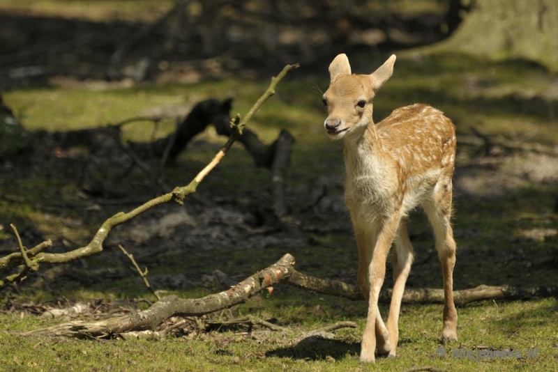 _DSC8923.JPG - Wildpark Duitsland