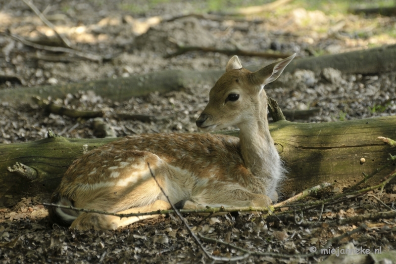 _DSC8966.JPG - Wildpark Duitsland