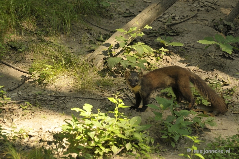 _DSC9052.JPG - Wildpark Duitsland