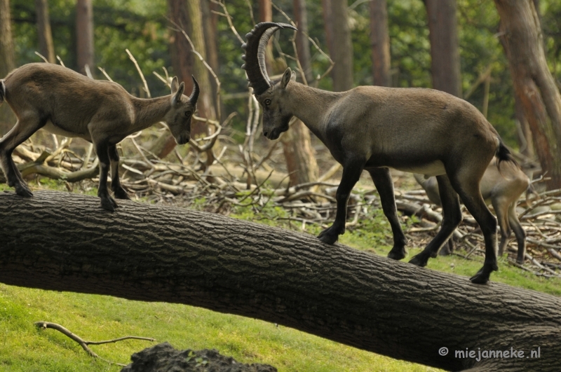 _DSC9251.JPG - Wildpark Duitsland