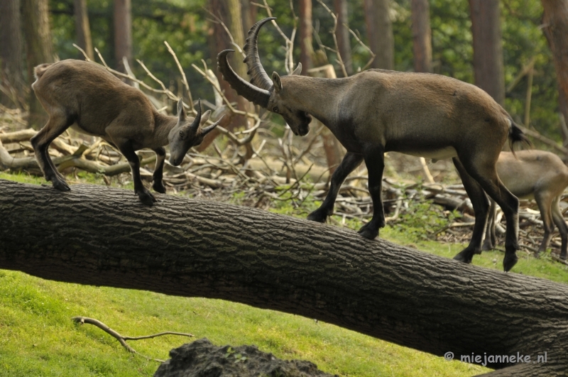 _DSC9252.JPG - Wildpark Duitsland