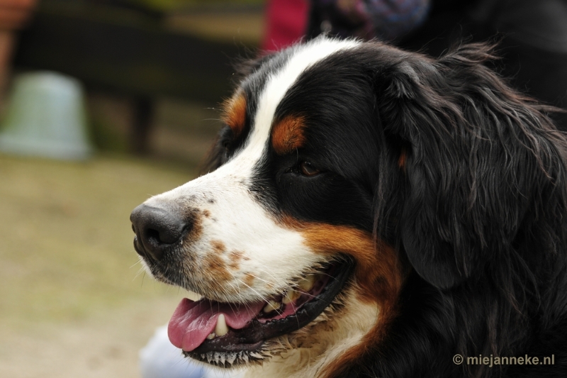 118 m.JPG - Berner Sennen Meeting Limburg