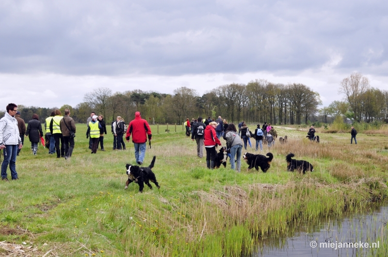 28 m.JPG - Berner Sennen Meeting Limburg