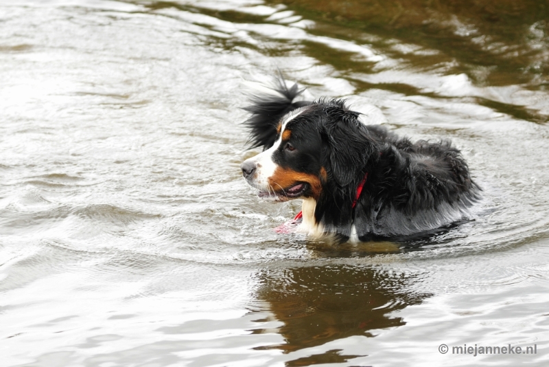 68 m.JPG - Berner Sennen Meeting Limburg