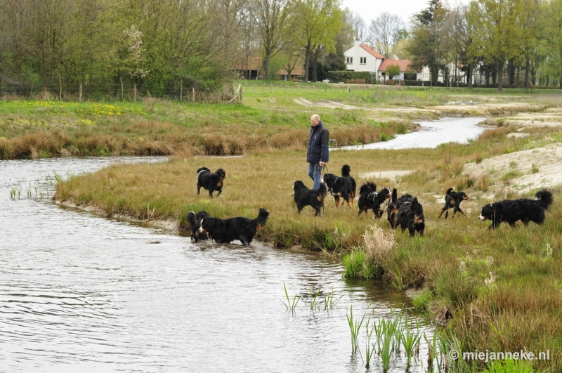 77 m.JPG - Berner Sennen Meeting Limburg